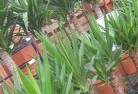 Eyre Peninsulaplant-nursery-10.jpg; ?>