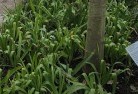 Eyre Peninsulaplant-nursery-23.jpg; ?>