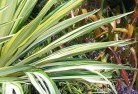 Eyre Peninsulaplants-16.jpg; ?>